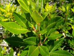 Searsia tomentosa stem-tip